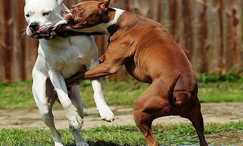 Nếu mơ bị chó đuổi đánh gì