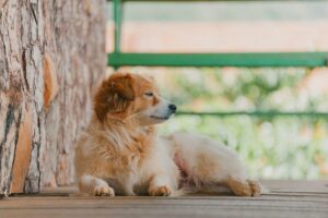Đánh lô con gì khi ngủ nằm mơ thấy chó con. Ẩn chứa điềm báo gì